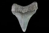 Juvenile Megalodon Tooth - Georgia #75383-1